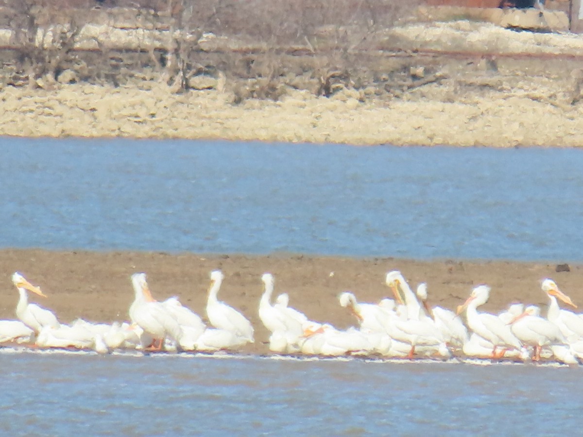 American White Pelican - ML647043960
