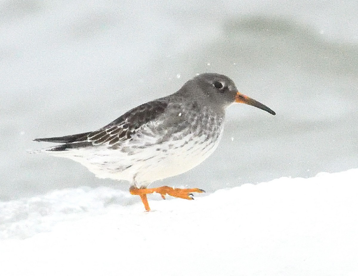 Purple Sandpiper - ML647043962