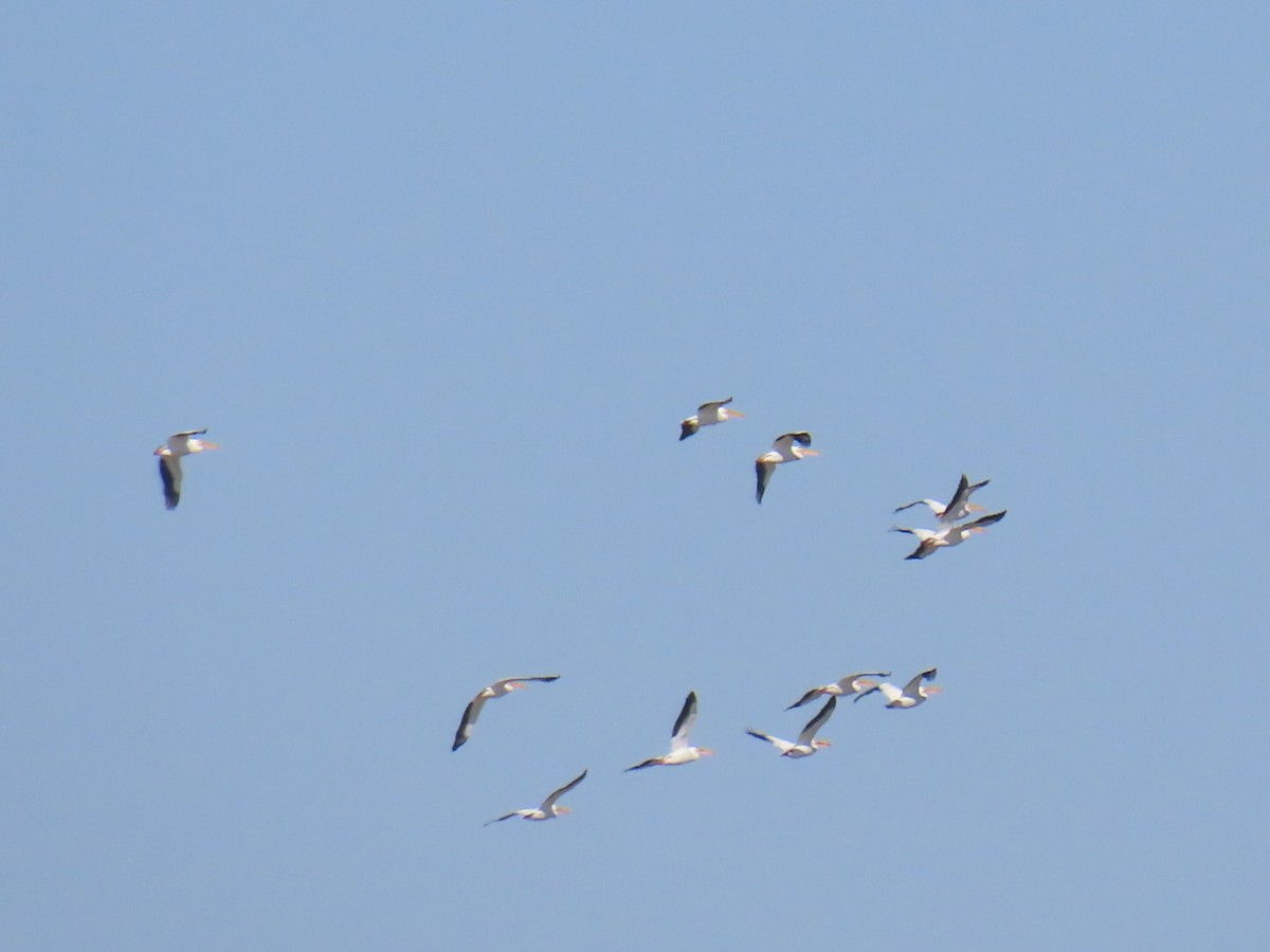 American White Pelican - ML647043963