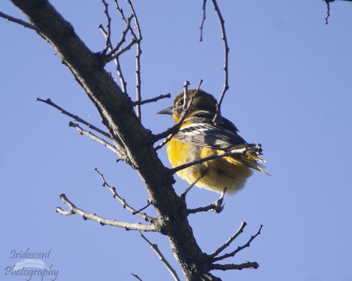 Baltimore Oriole - ML647043964