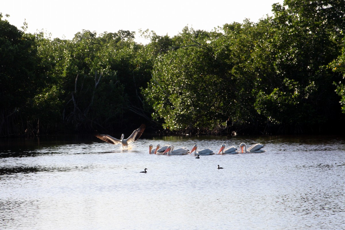 American White Pelican - ML647043966