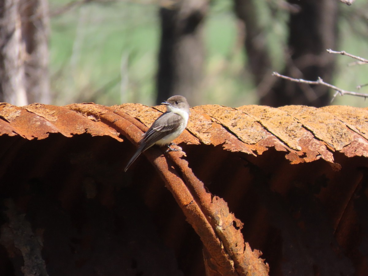 Eastern Phoebe - ML647043967