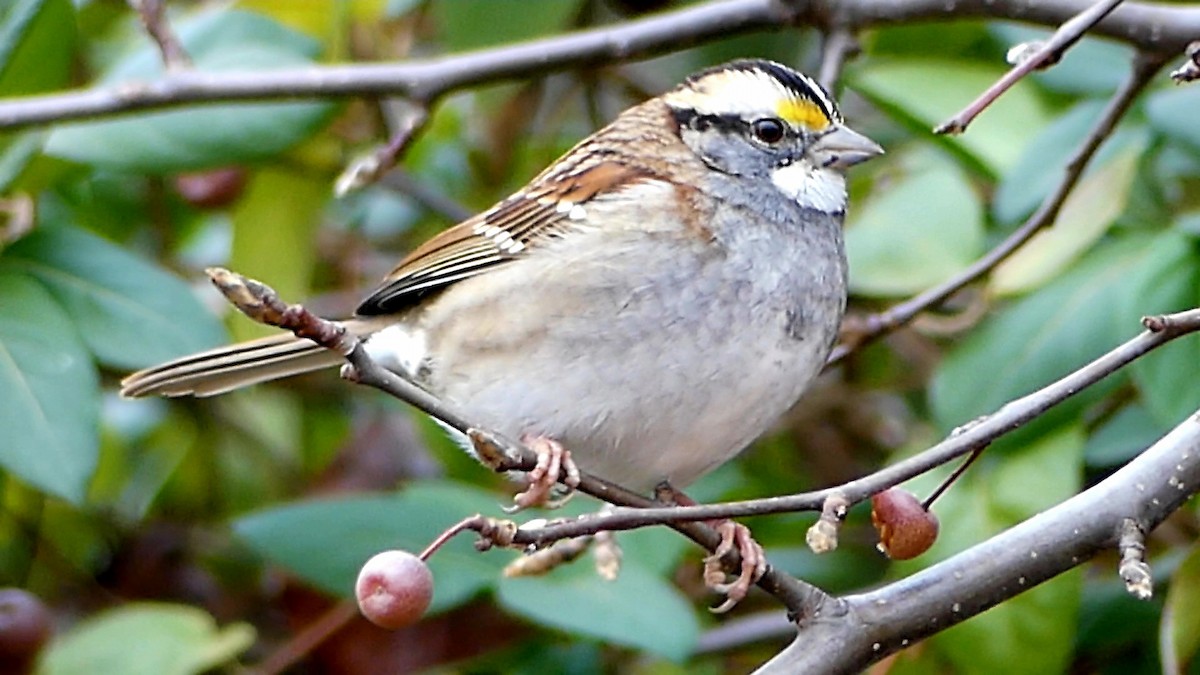 White-throated Sparrow - ML647043968