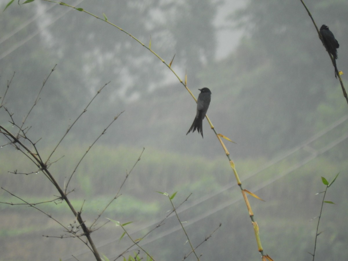 Black Drongo - ML647043970