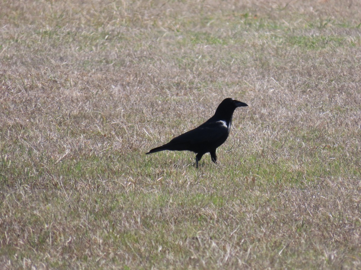 American Crow - ML647043971