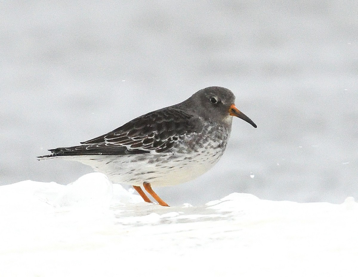Purple Sandpiper - ML647043972