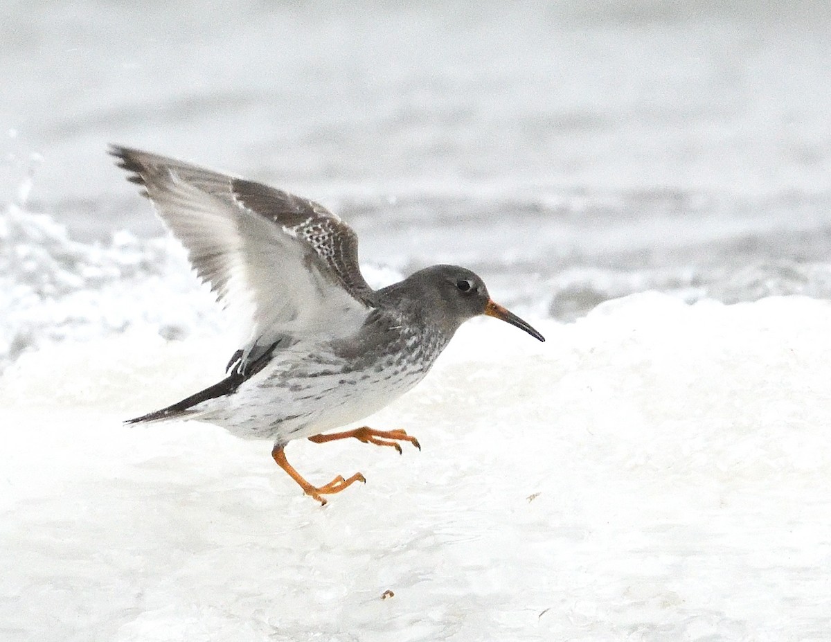 Purple Sandpiper - ML647043974