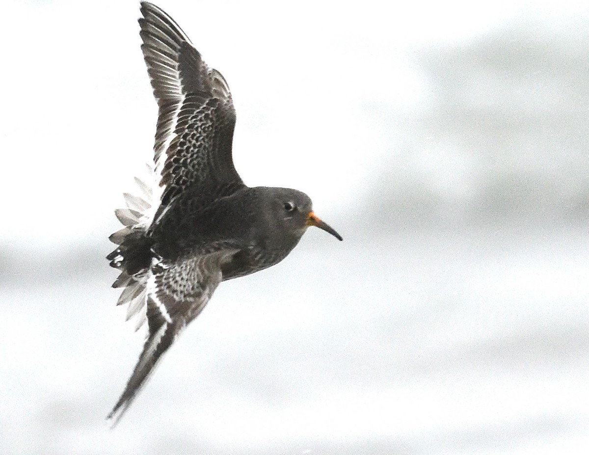 Purple Sandpiper - ML647043976