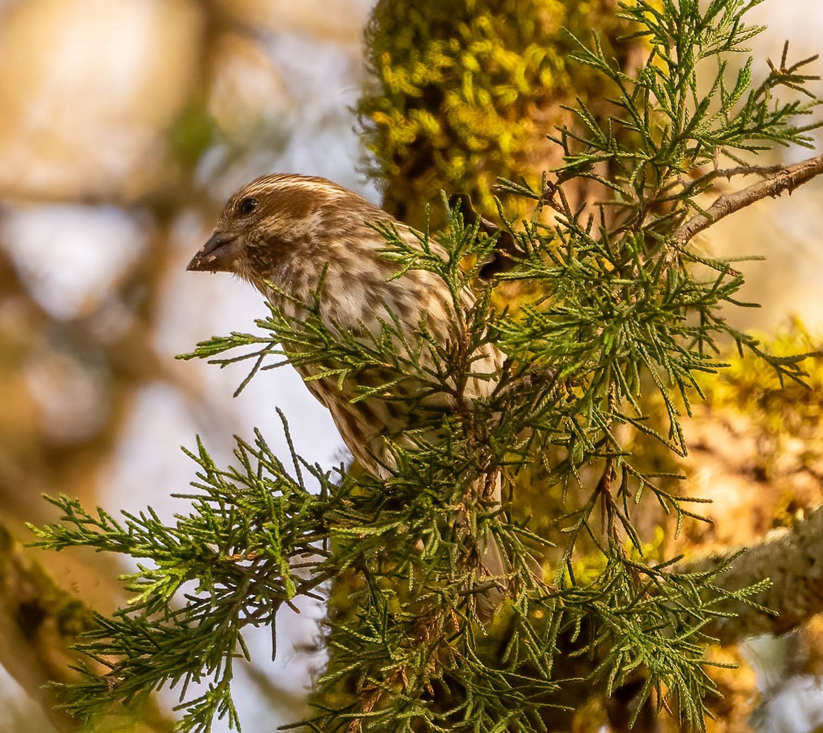 Purple Finch - ML647043977