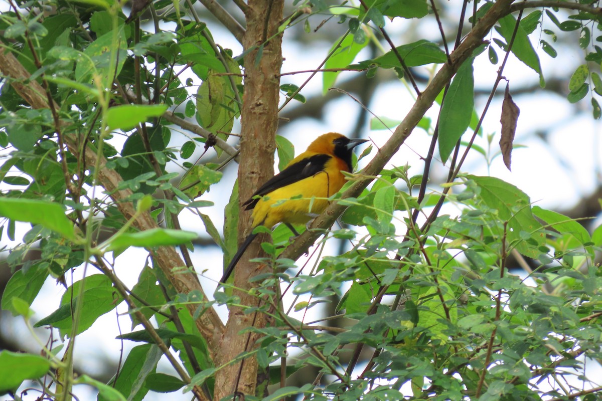 Yellow-backed Oriole - ML647043979