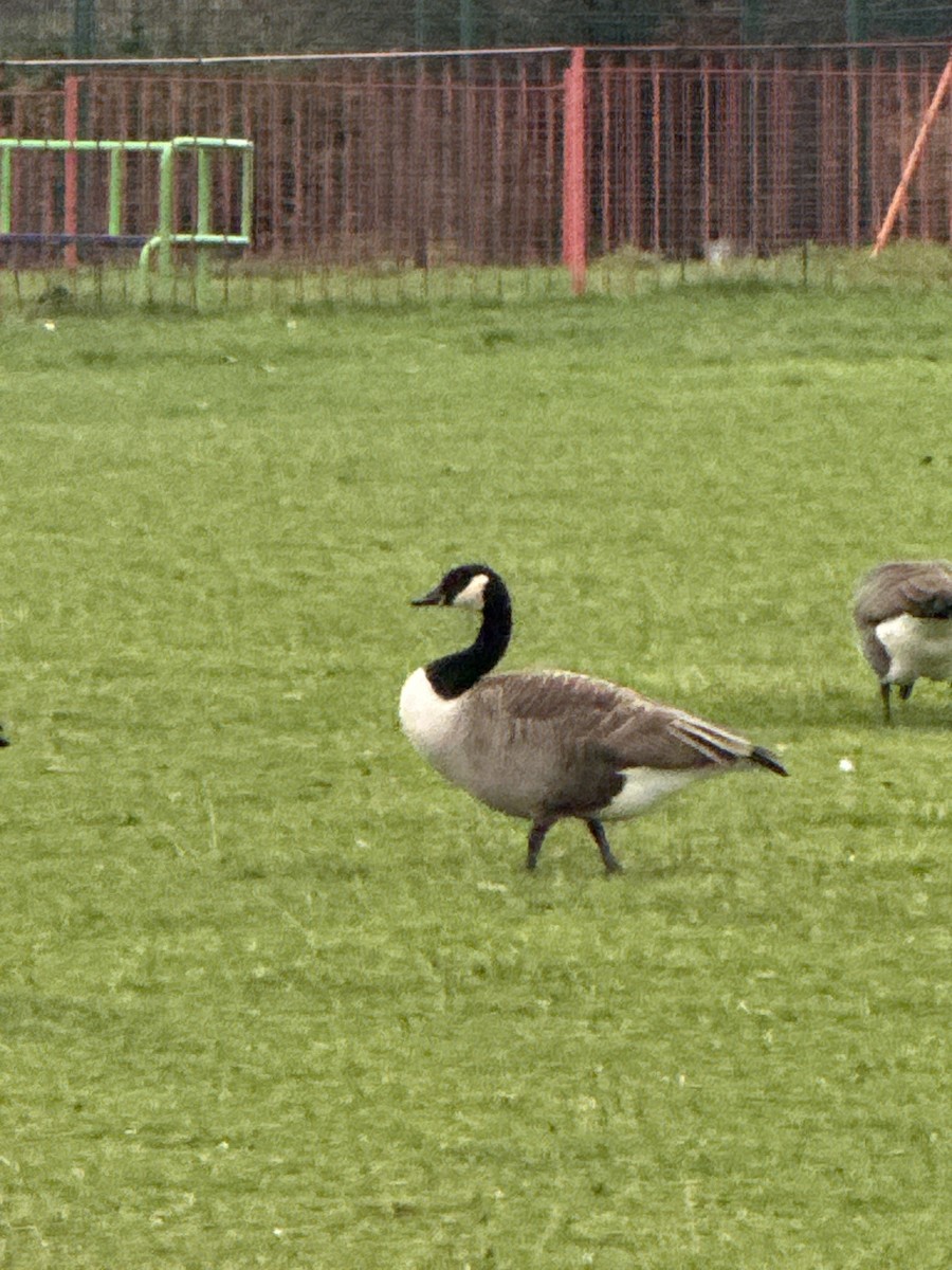 Canada Goose - ML647043980