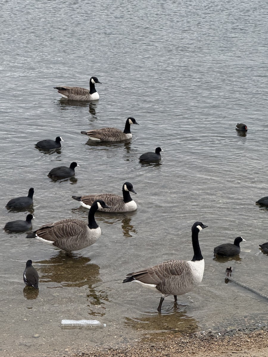 Canada Goose - ML647043981