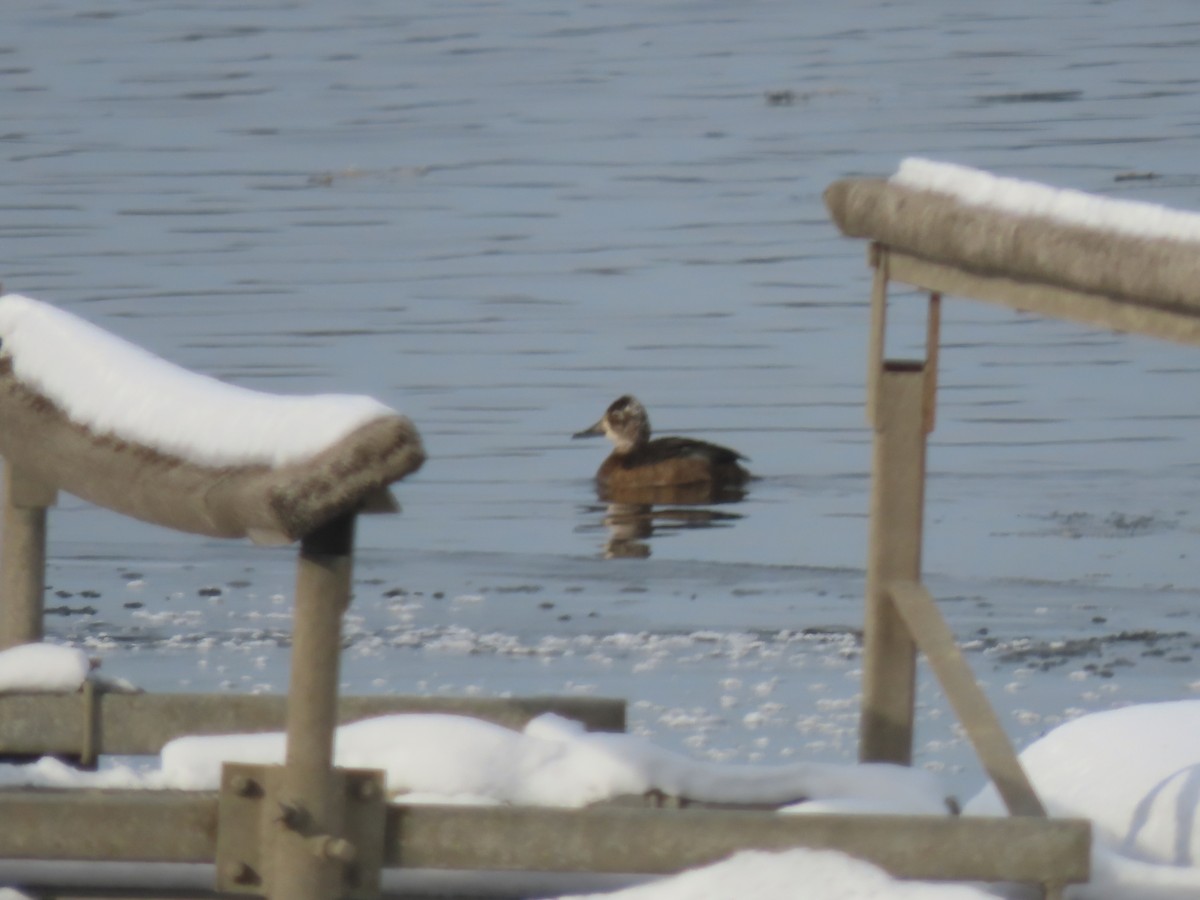 Ring-necked Duck - ML647043982