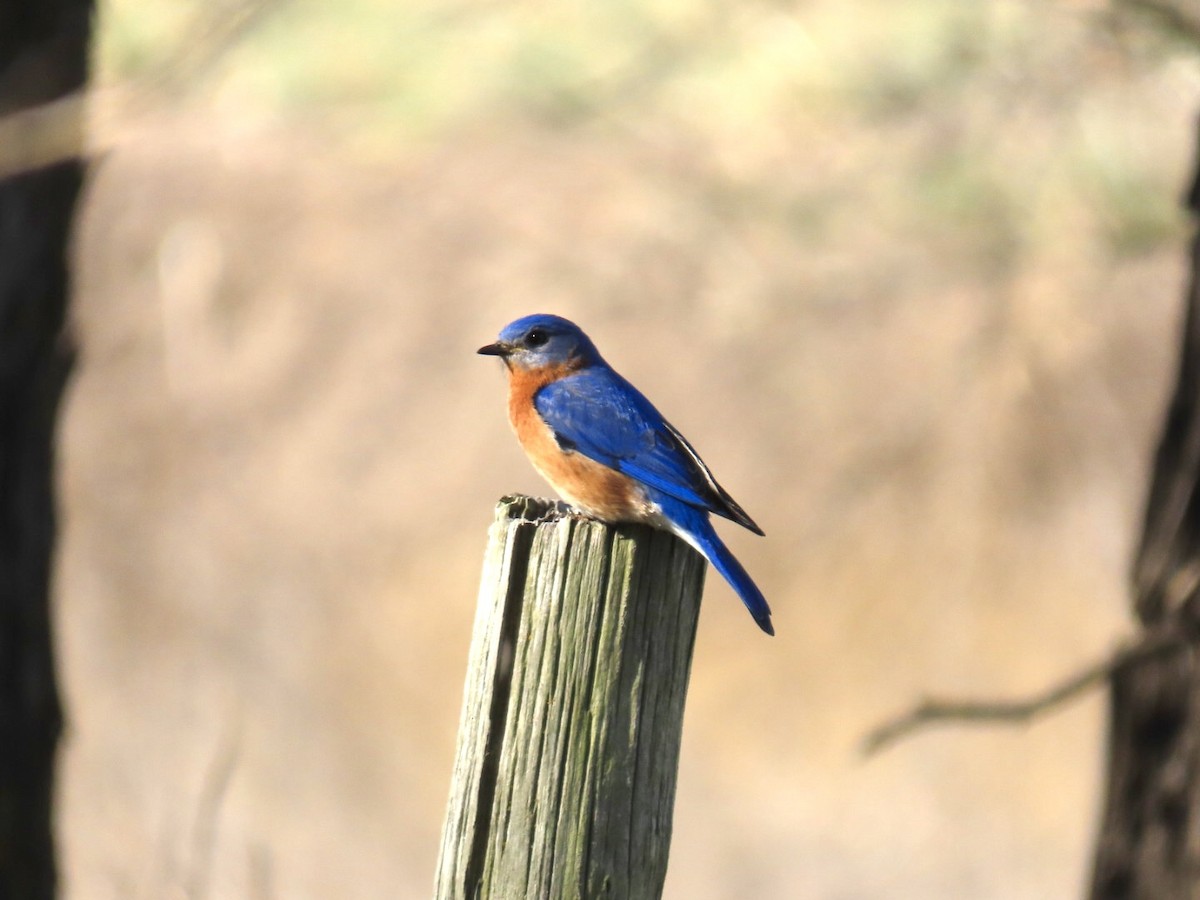 Eastern Bluebird - ML647043983