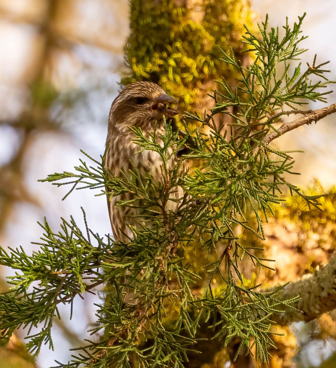 Purple Finch - ML647043984