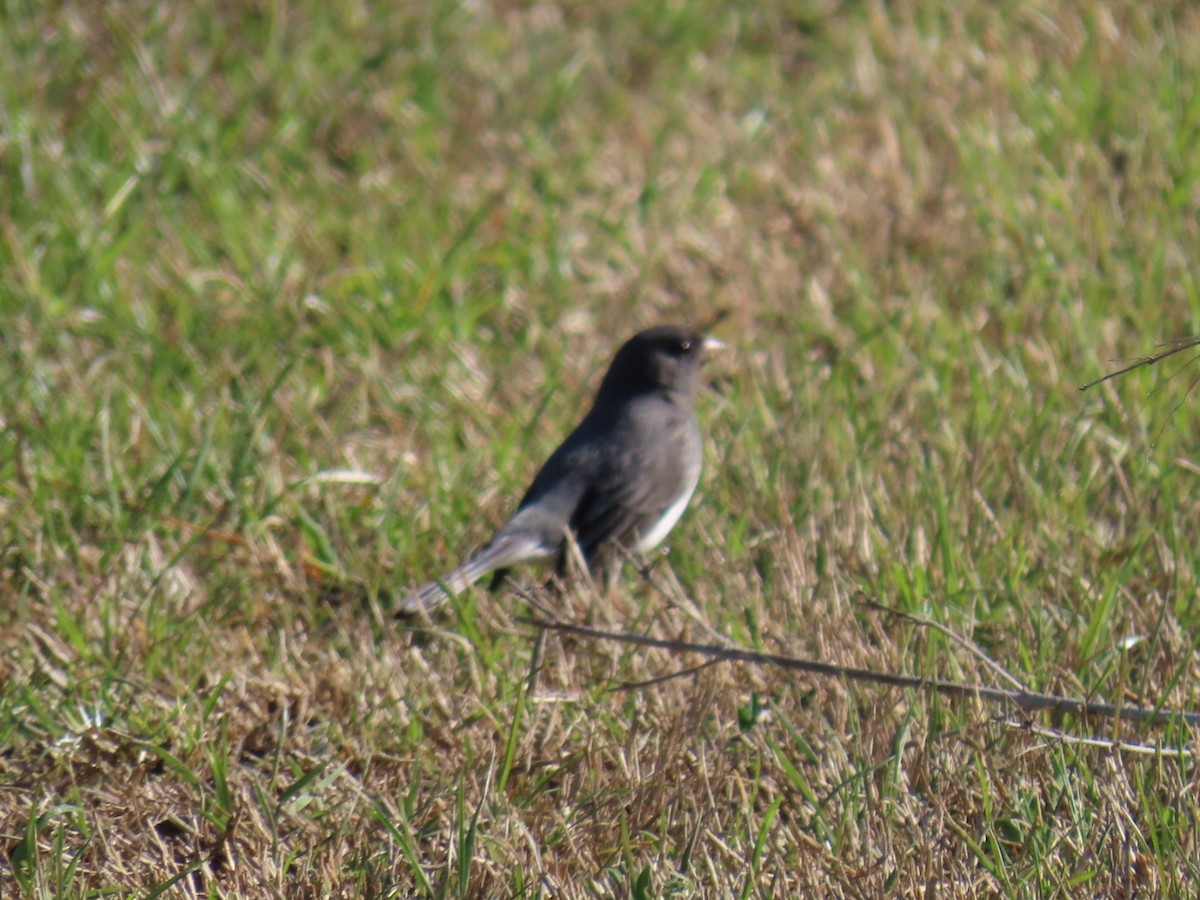 Dark-eyed Junco - ML647043985