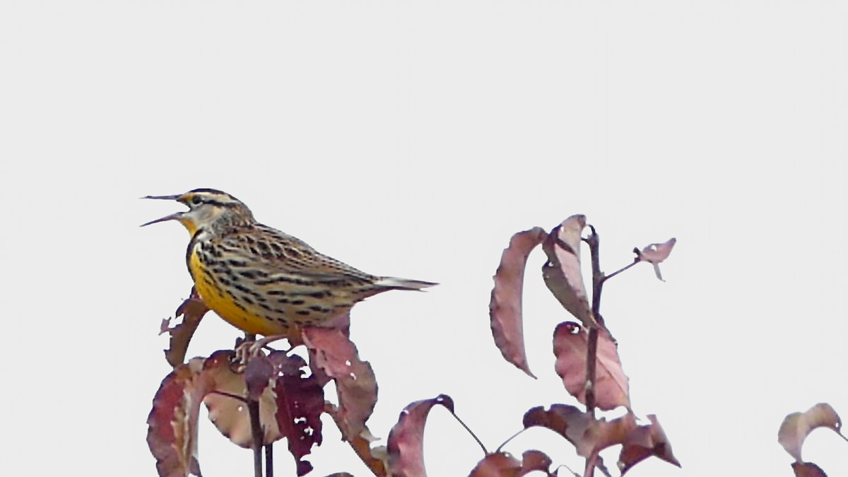 Eastern Meadowlark - ML647043986