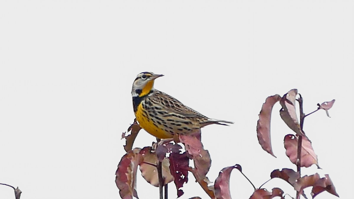 Eastern Meadowlark - ML647043987