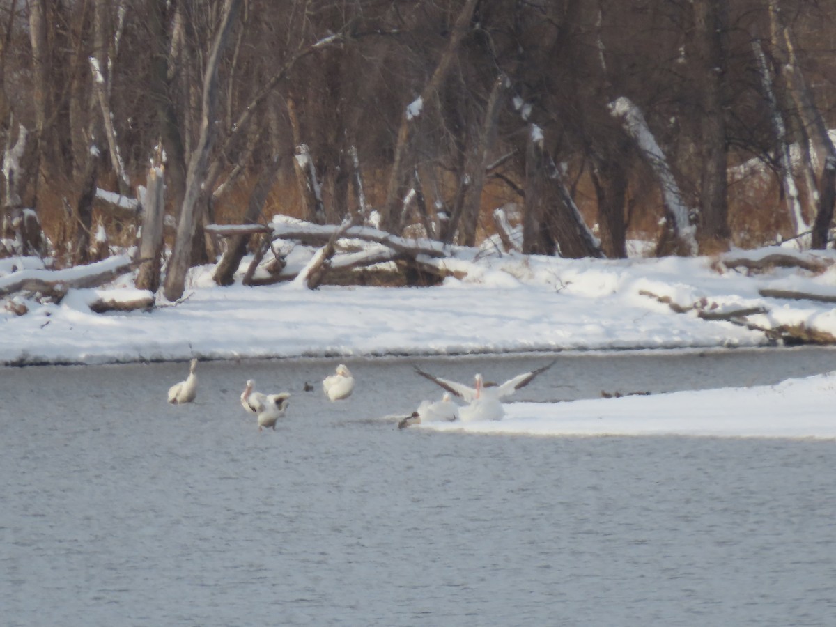 American White Pelican - ML647043989