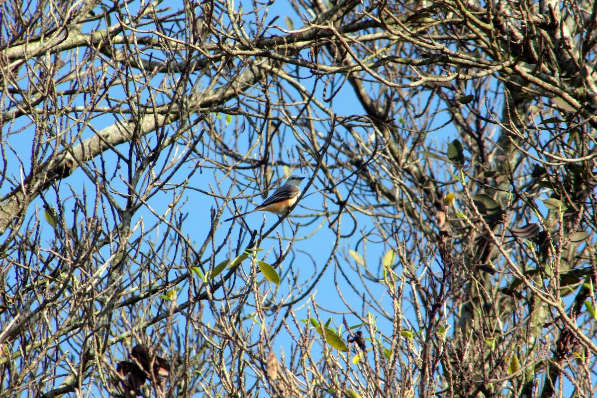 Scissor-tailed Flycatcher - ML647043991
