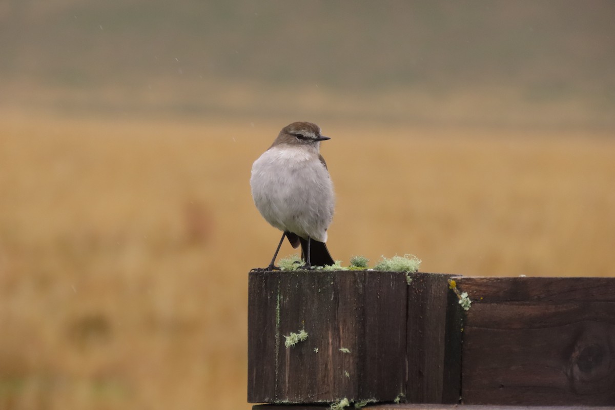 Plain-capped Ground-Tyrant - ML647043992