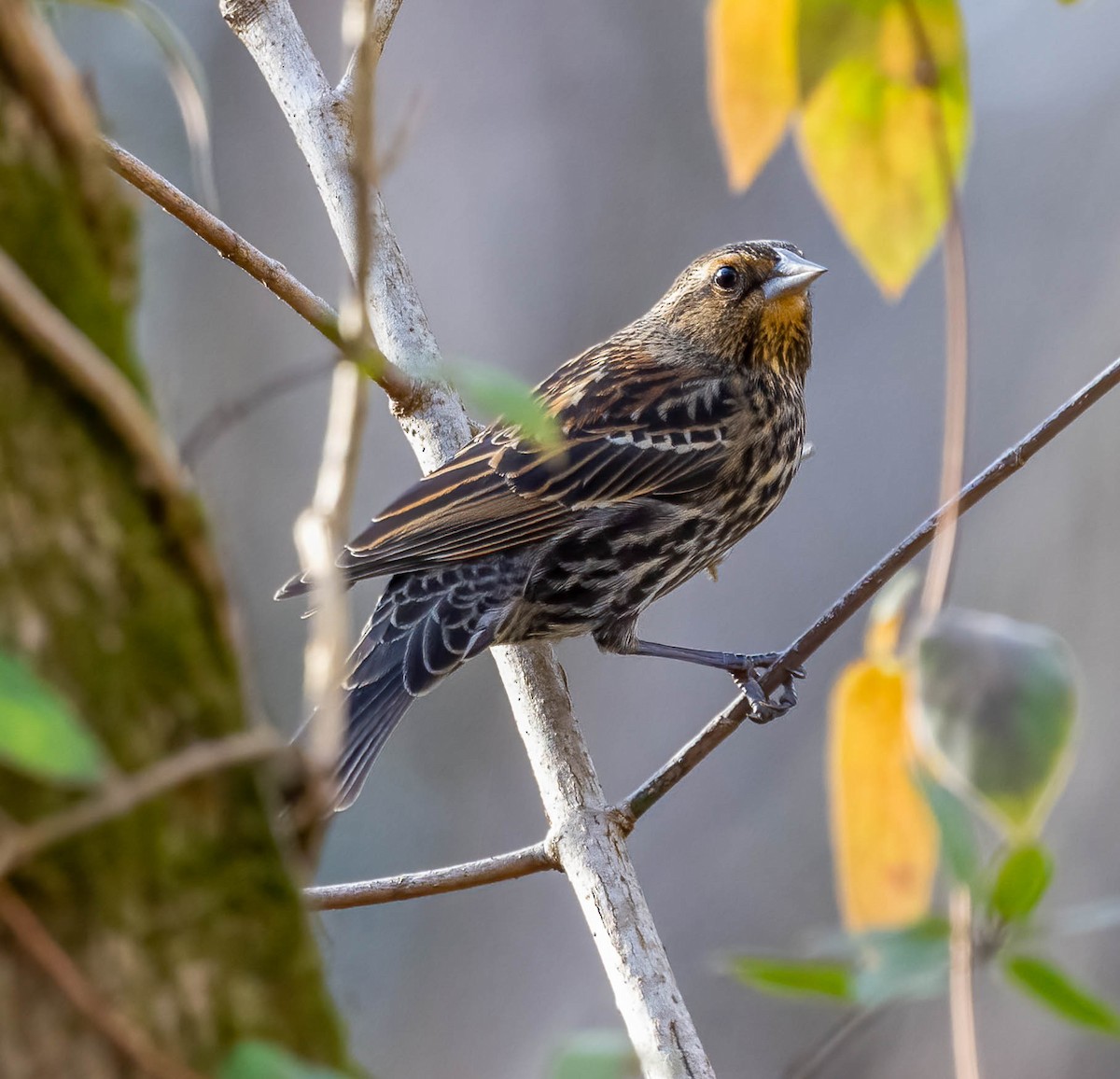 Red-winged Blackbird - ML647043993