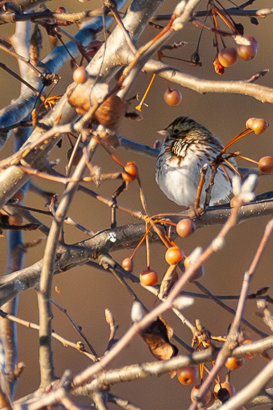 Savannah Sparrow - ML647043995