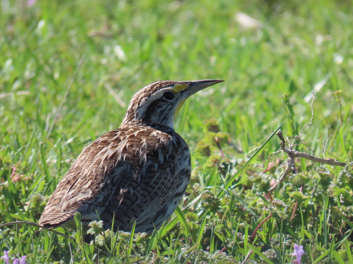 Western Meadowlark - ML647043996