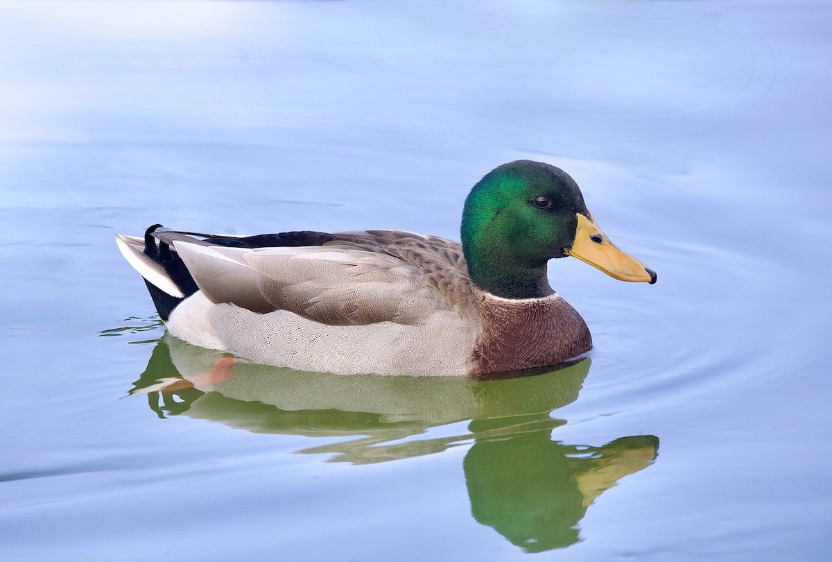 Mallard - ML647043997