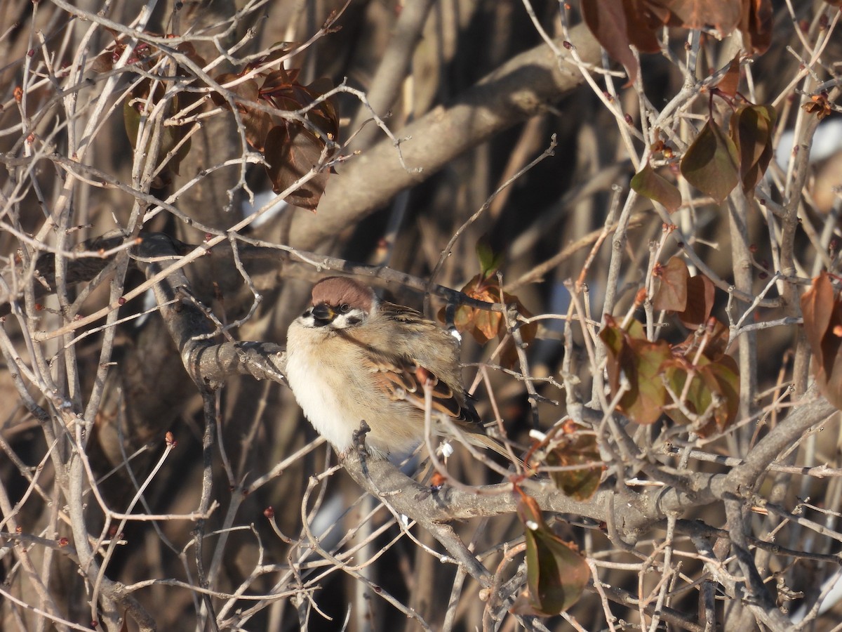 Eurasian Tree Sparrow - ML647043998