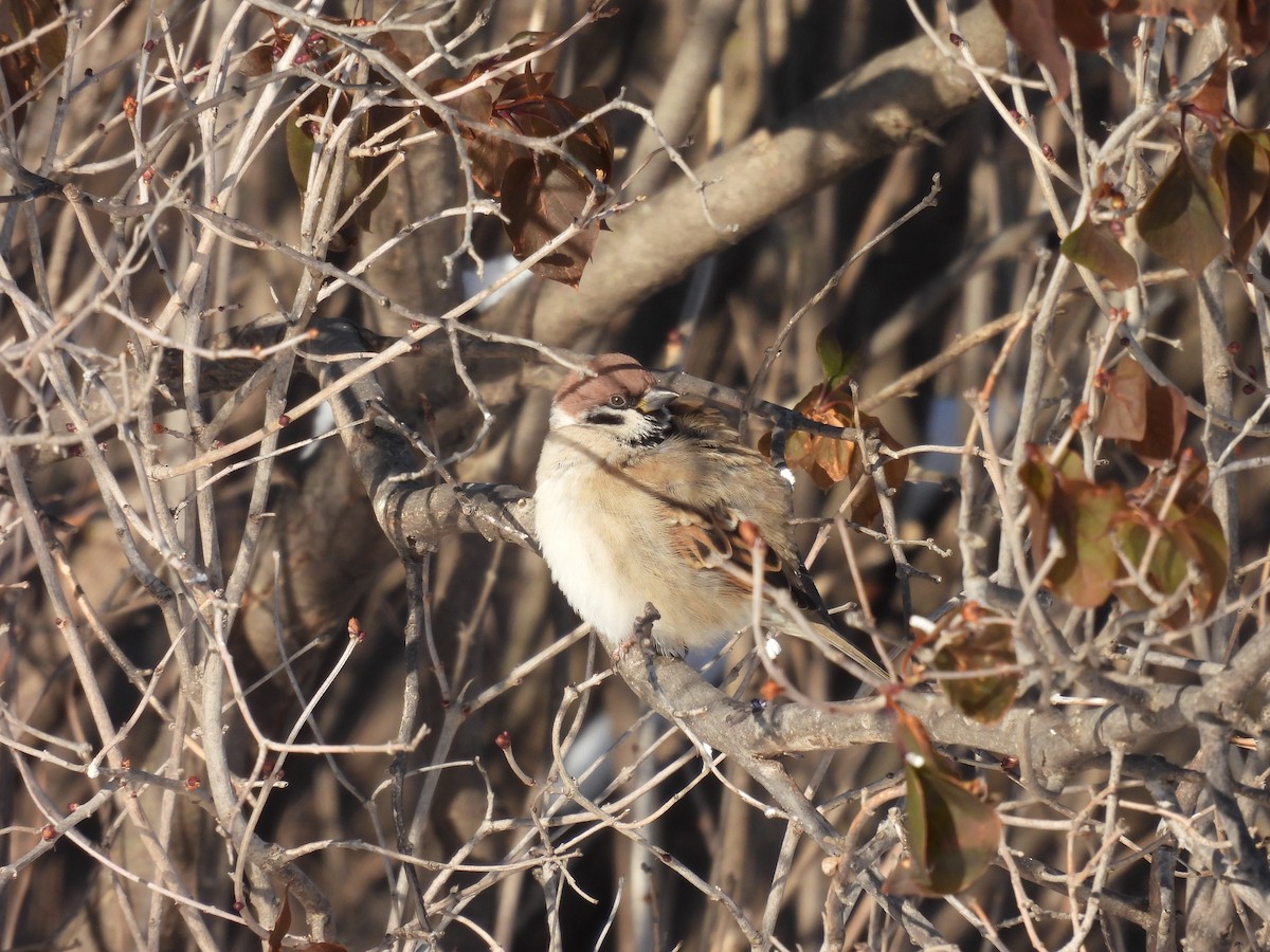 Eurasian Tree Sparrow - ML647043999