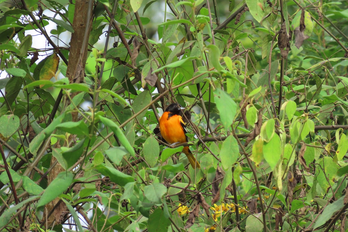 Baltimore Oriole - ML647044001