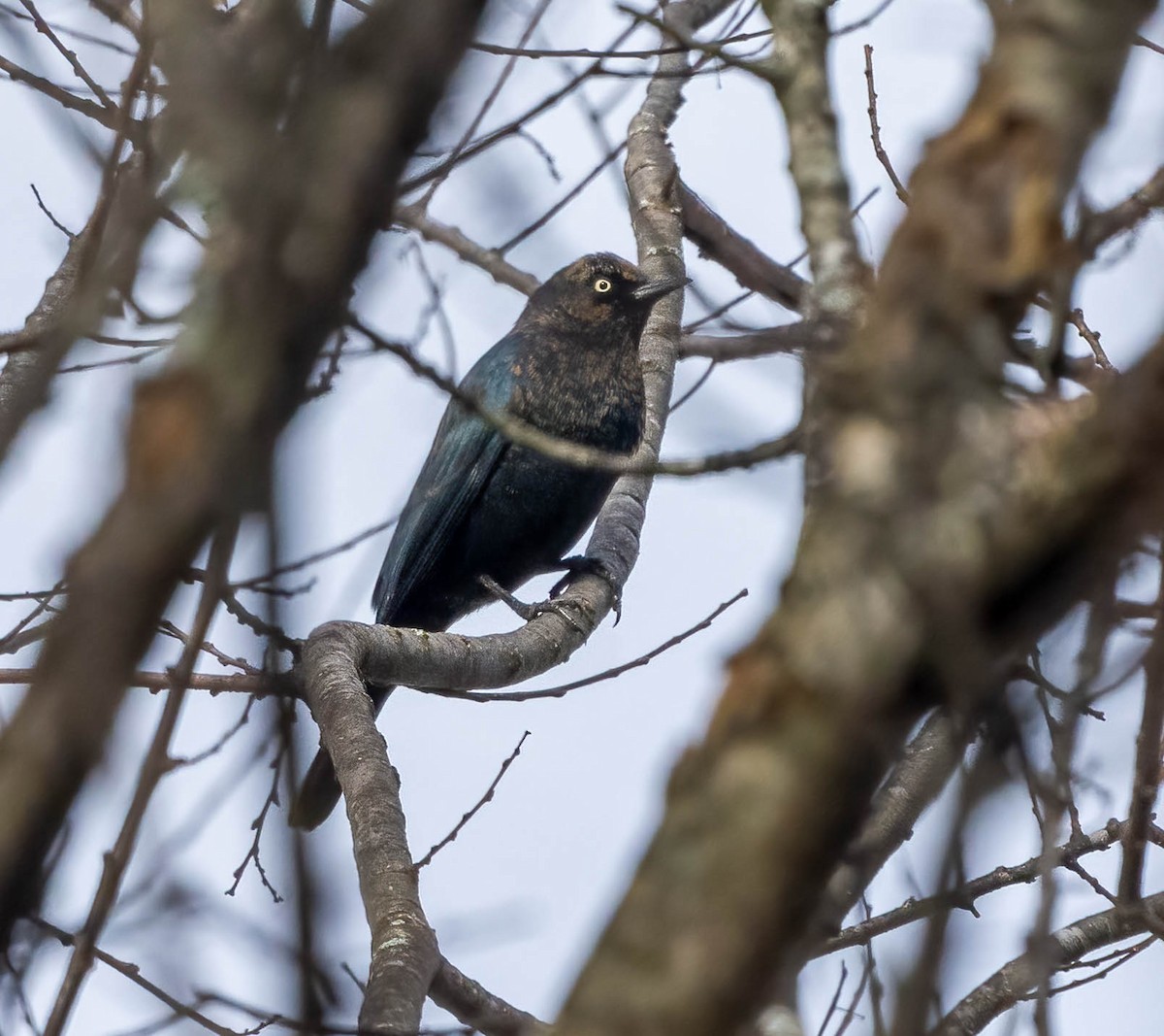 Rusty Blackbird - ML647044002