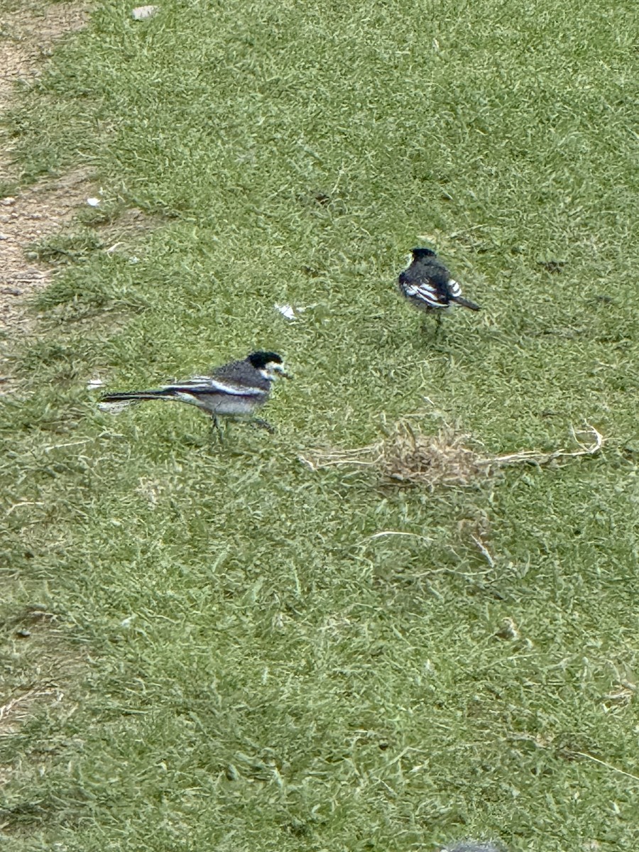 White Wagtail - ML647044007