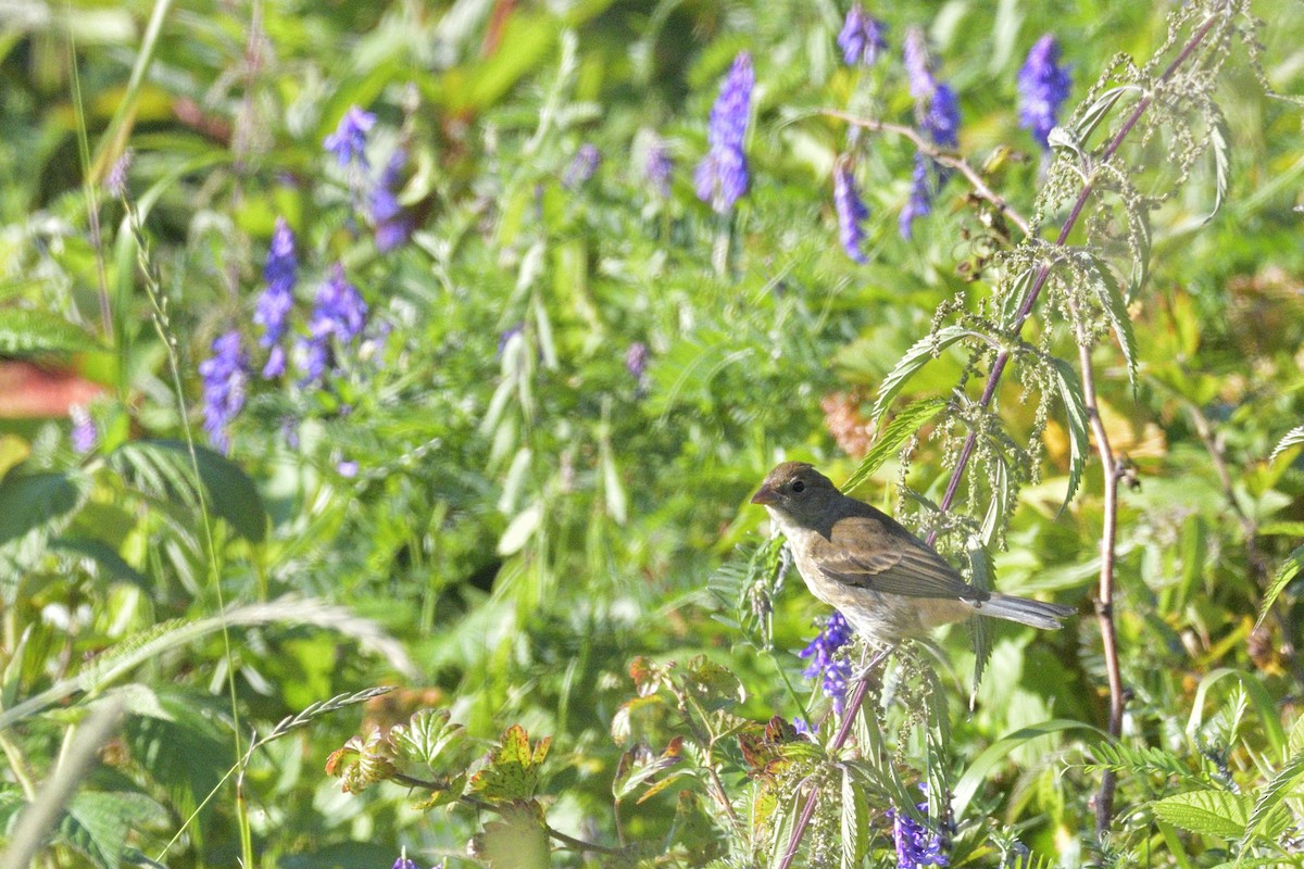 Indigo Bunting - ML647044009