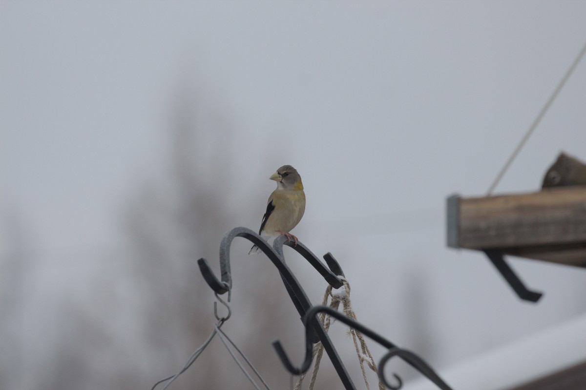 Evening Grosbeak - ML647044014