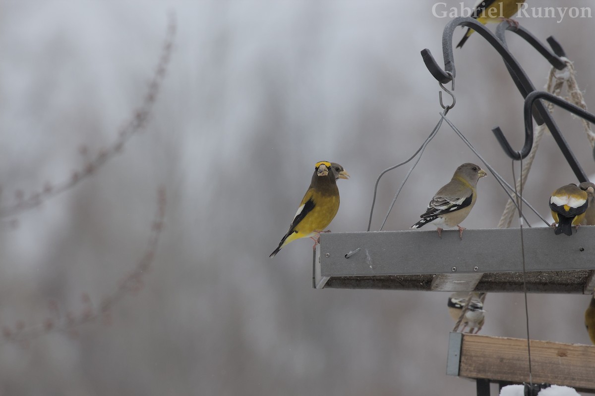 Evening Grosbeak - ML647044015