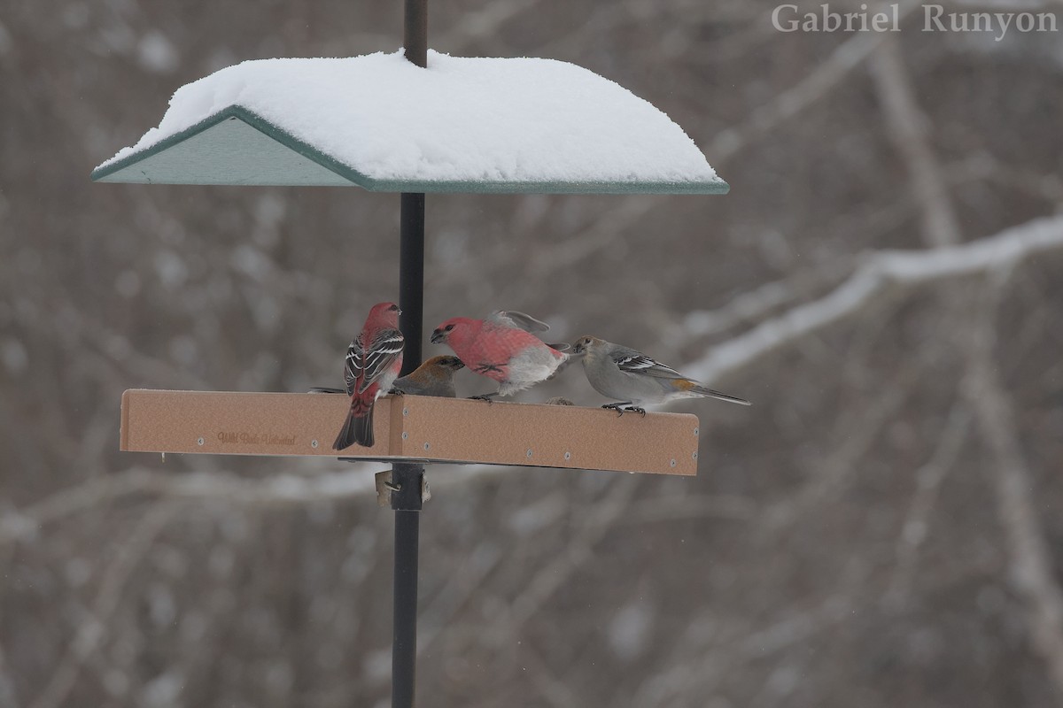פתיאלי אורנים - ML647044020