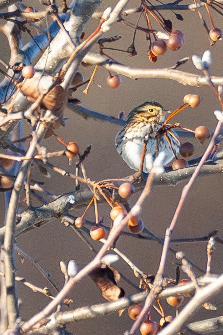 Savannah Sparrow - ML647044021