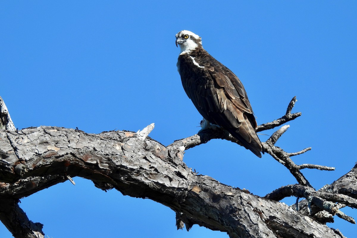 Скопа західна - ML647044022