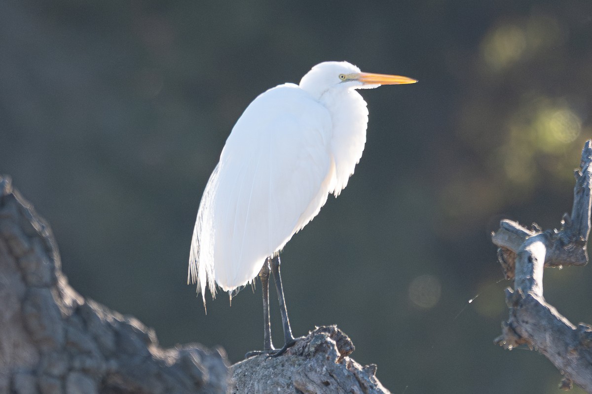 Чапля велика - ML647044025