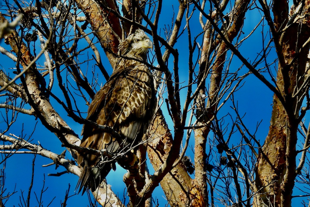 Орлан білоголовий - ML647044027