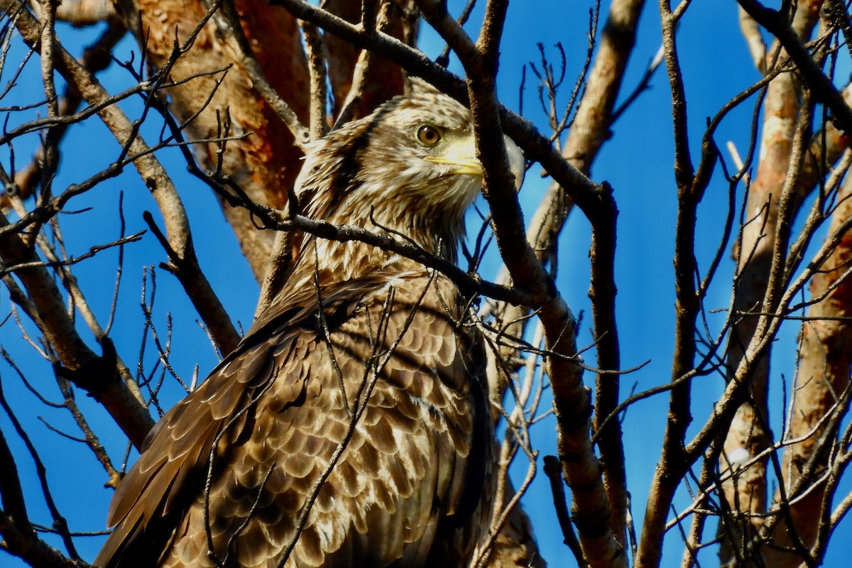 Орлан білоголовий - ML647044028