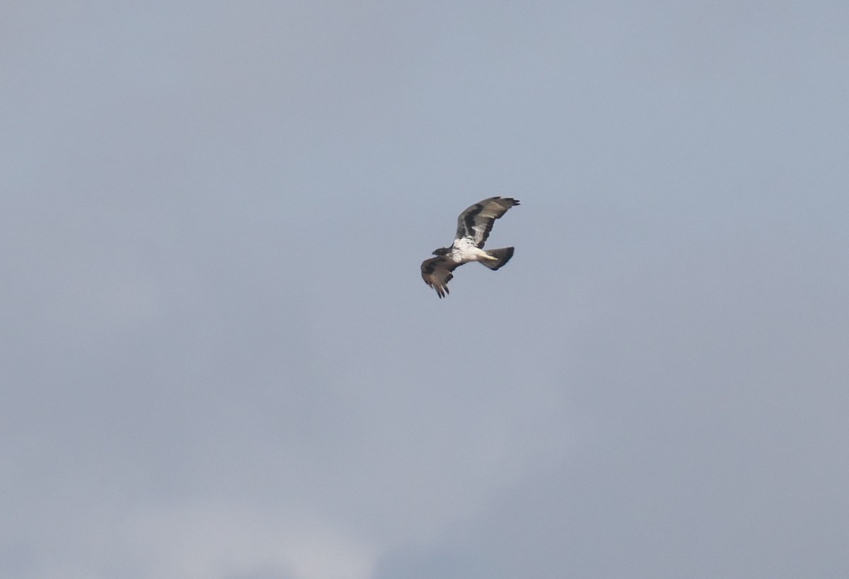 Орел африканський - ML647044029