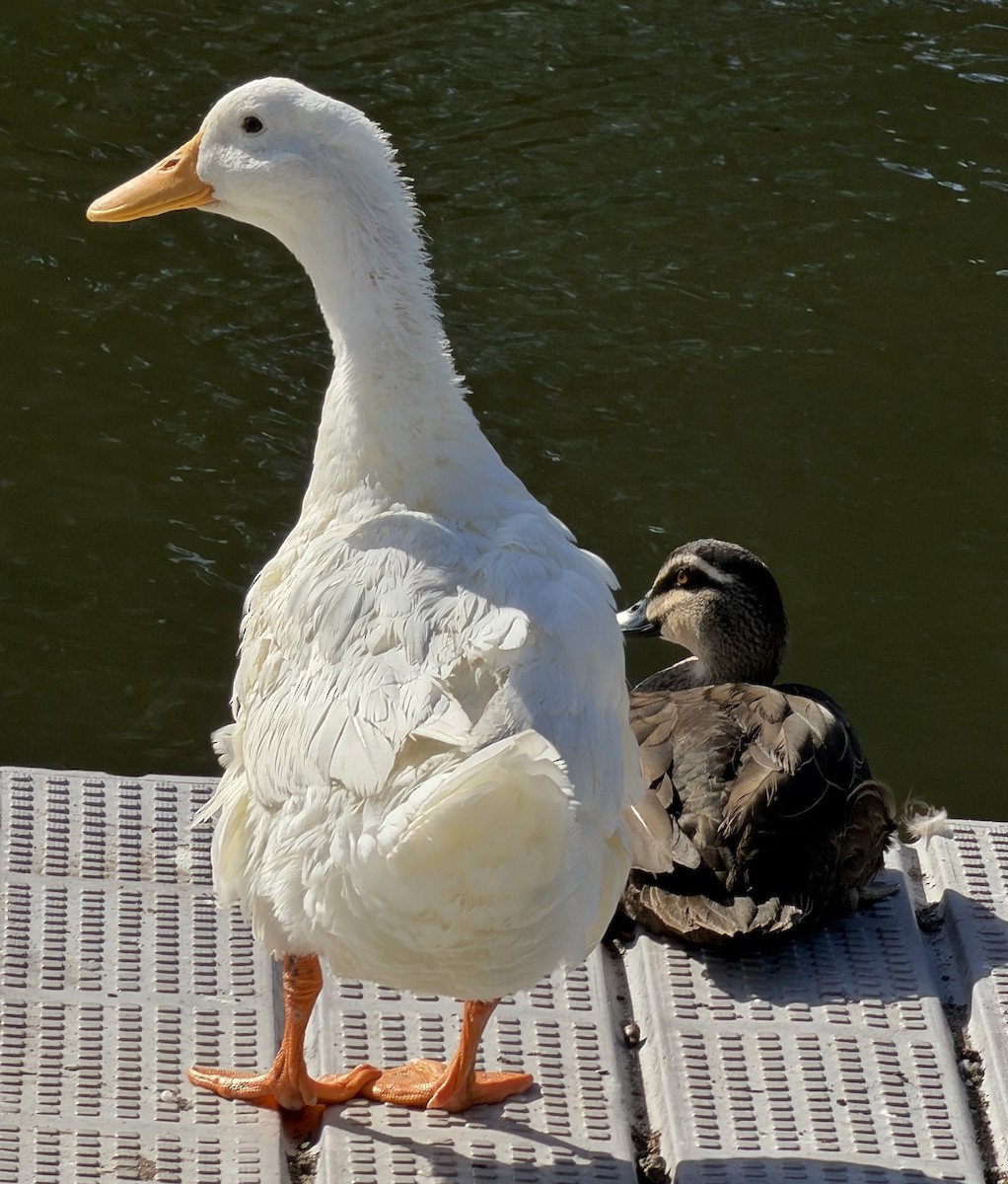 Крижень (свійський) - ML647044030