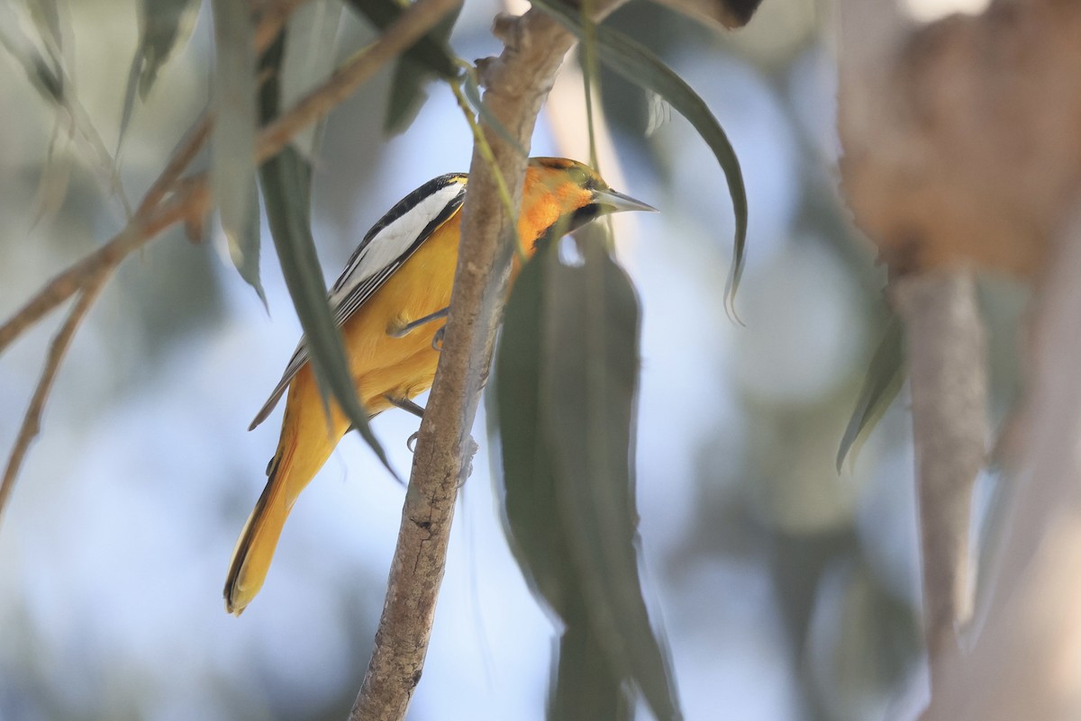 Трупіал золотощокий - ML647044031