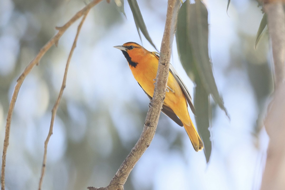 Трупіал золотощокий - ML647044032