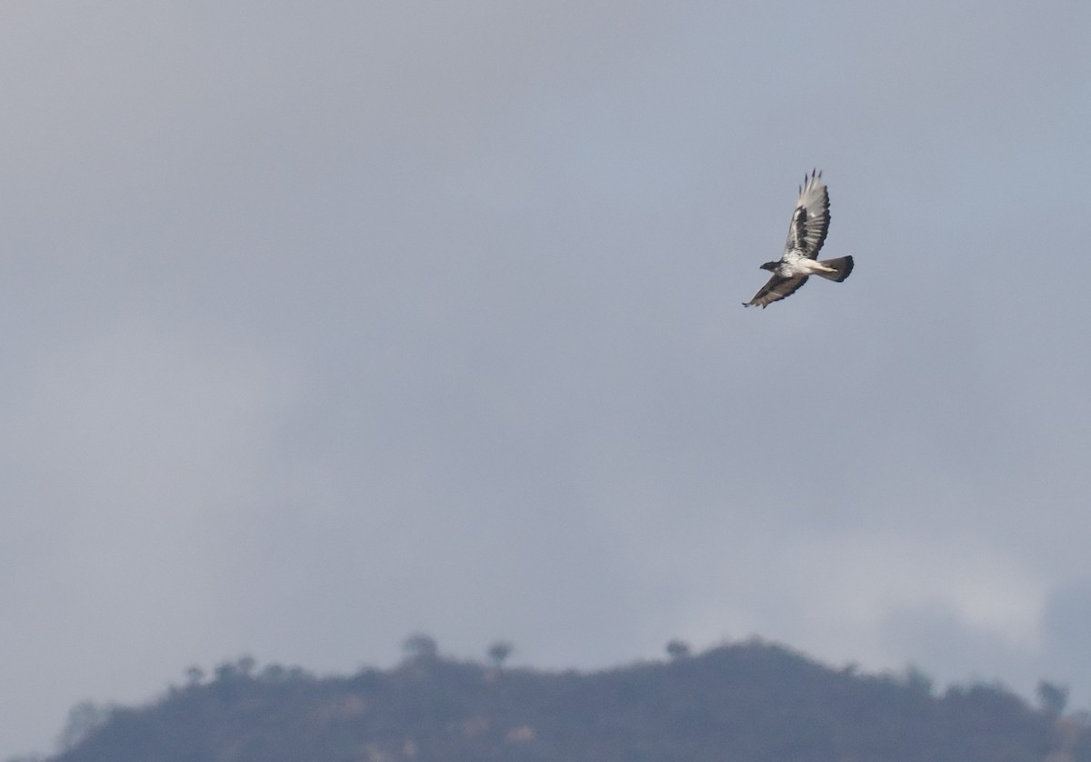 Орел африканський - ML647044033