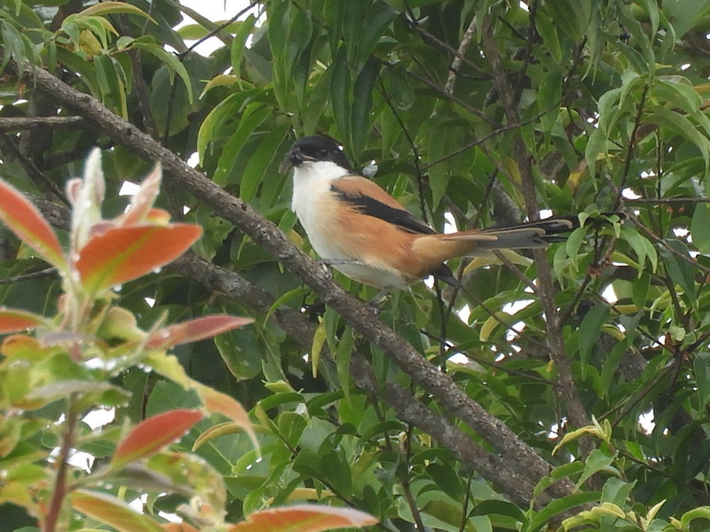 Сорокопуд довгохвостий - ML647044034