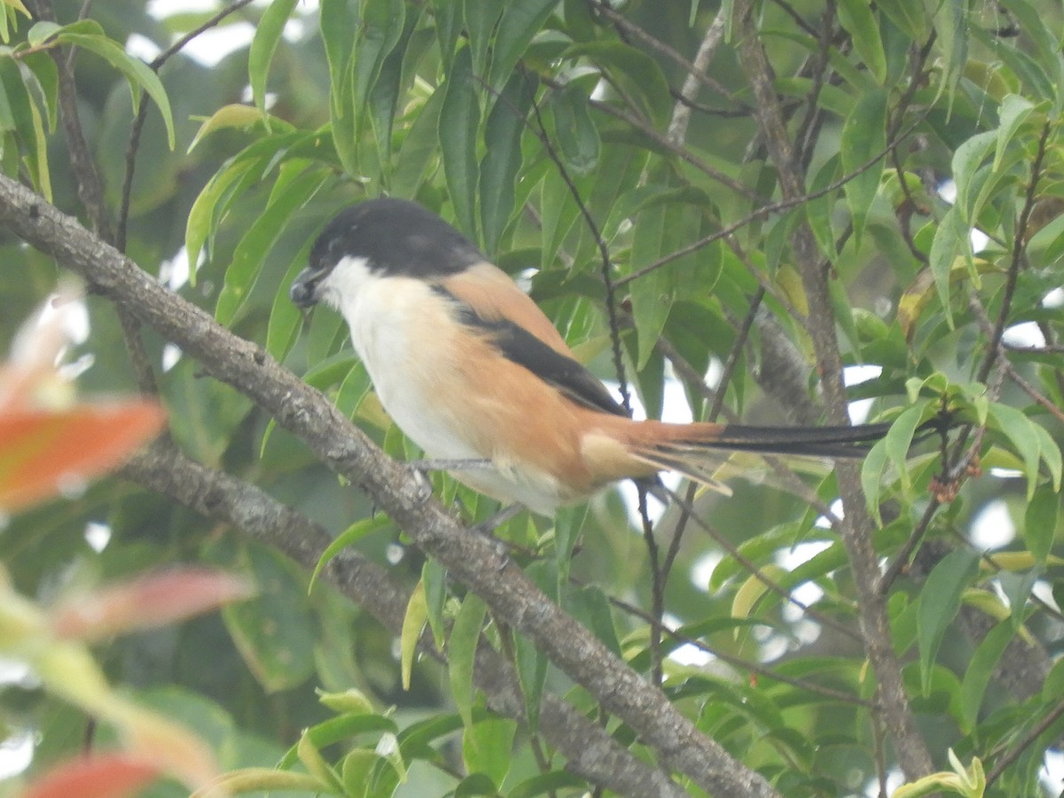 Сорокопуд довгохвостий - ML647044035